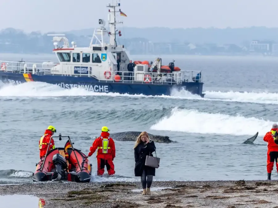 buckelwal timmendorfer strand — DE news
