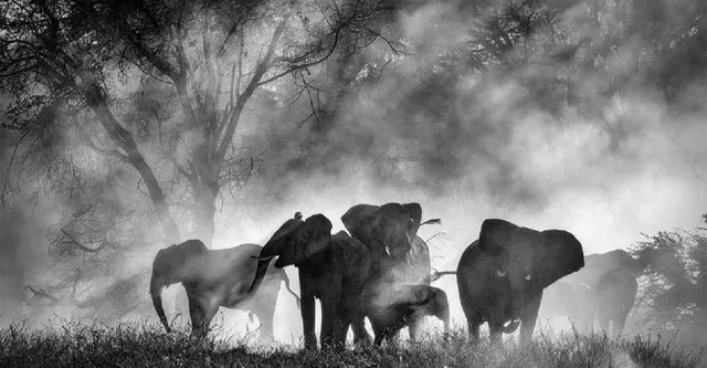 ghost elephants — DE news