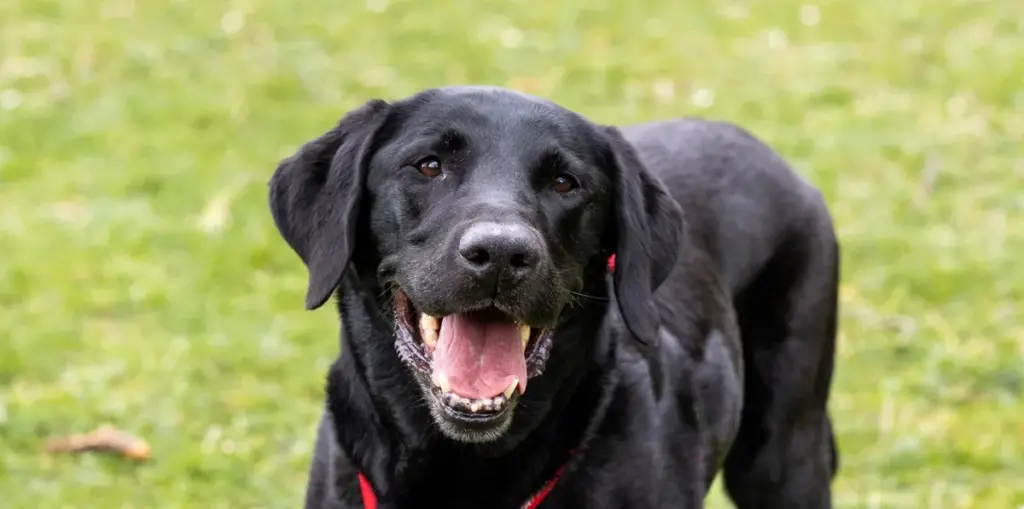 hund — DE news