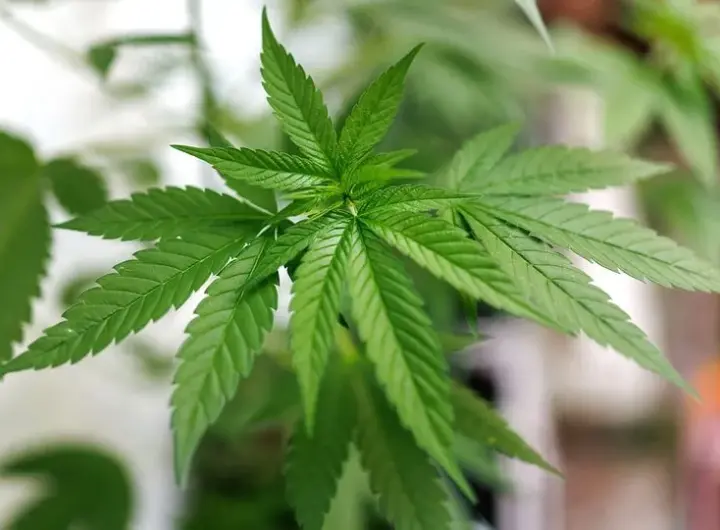 netto cannabissamen — DE news
