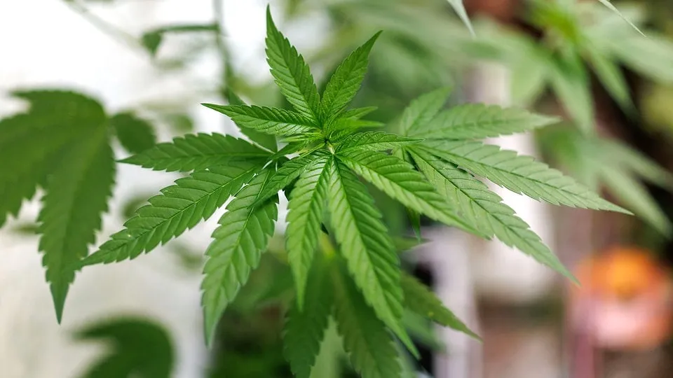 netto cannabissamen — DE news