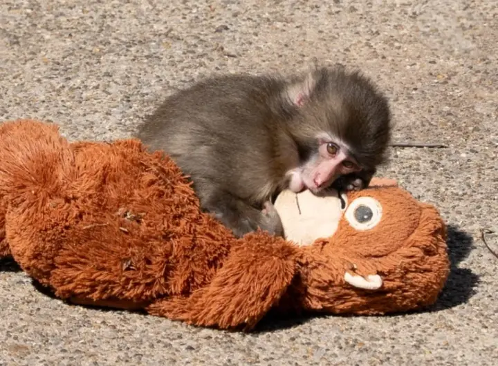 punch the monkey — DE news