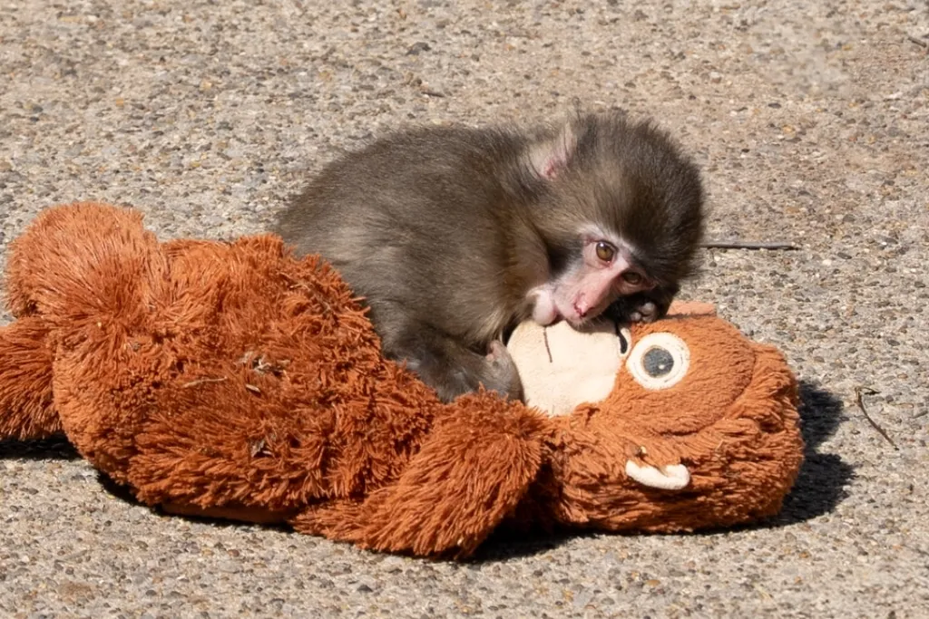 punch the monkey — DE news