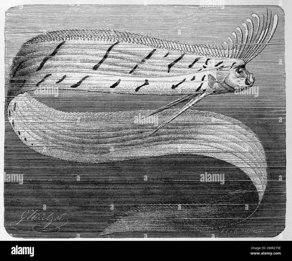 riemenfisch — DE news