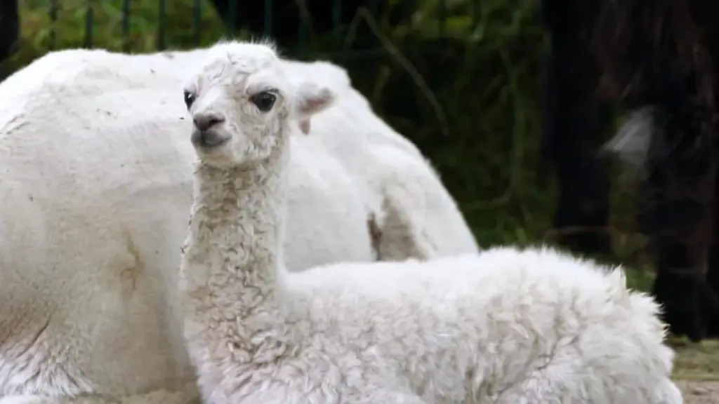 tierpark hagenbeck — DE news