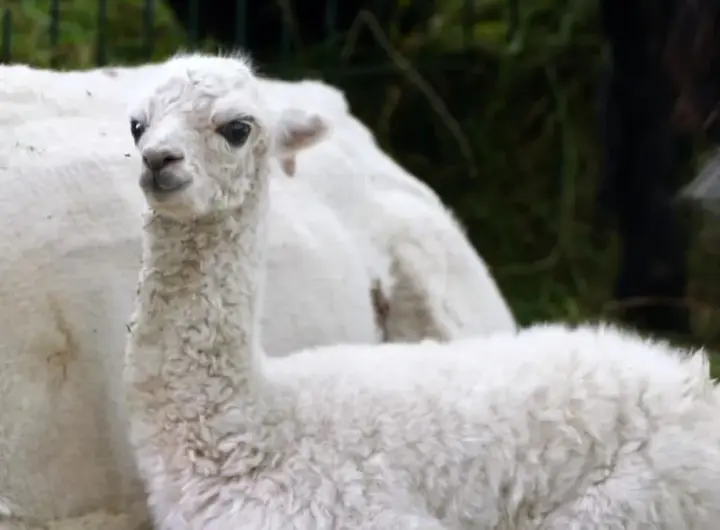 tierpark hagenbeck — DE news