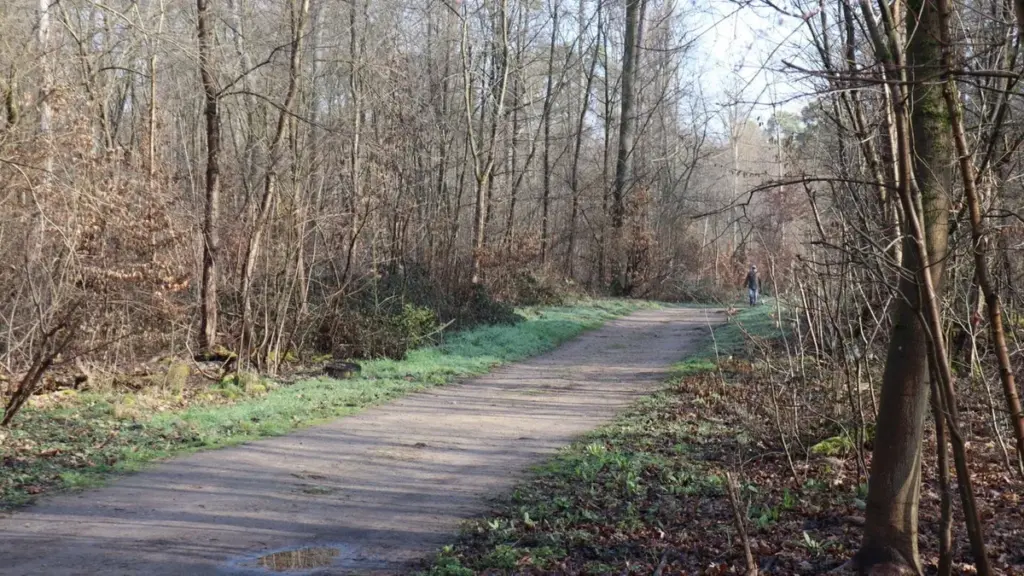 tote frau käfertaler wald — DE news