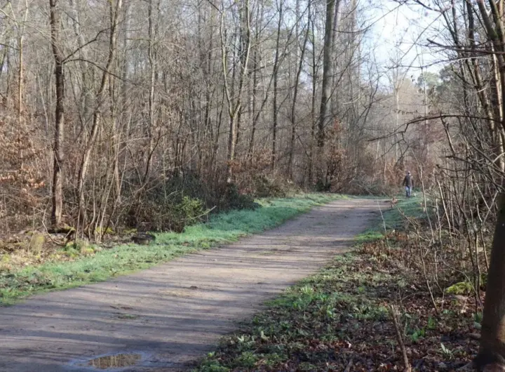 tote frau käfertaler wald — DE news