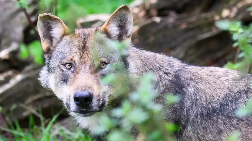 wolf hamburg — DE news