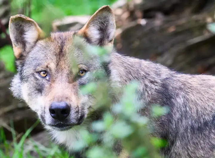 wolf hamburg — DE news
