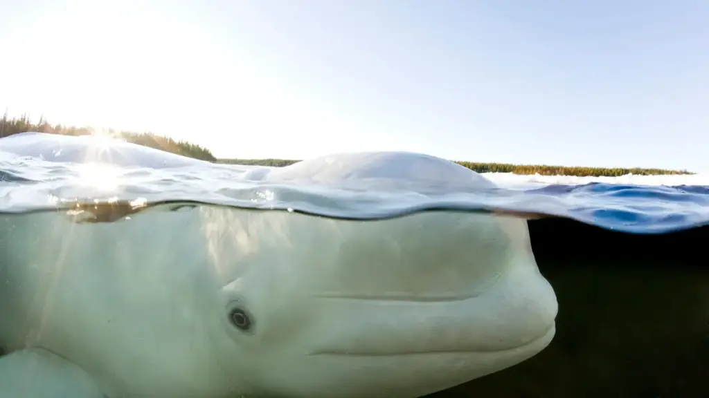 beluga wal — DE news