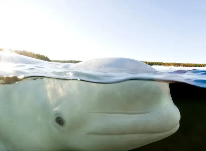 beluga wal — DE news
