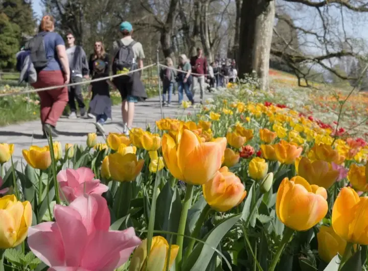 bodensee — DE news