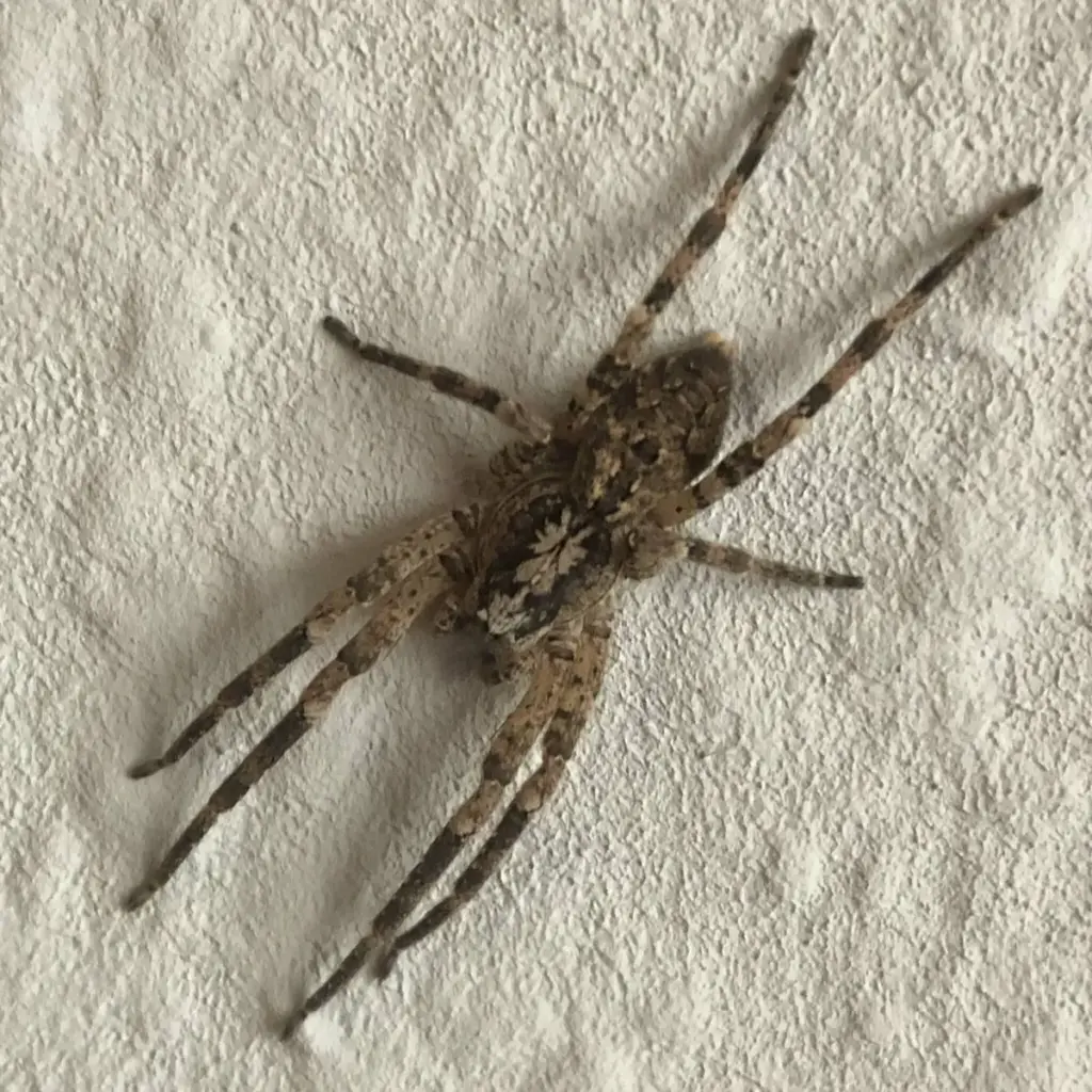 nosferatu spinne — DE news