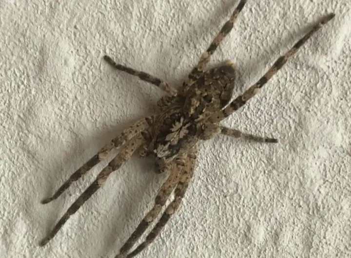 nosferatu spinne — DE news