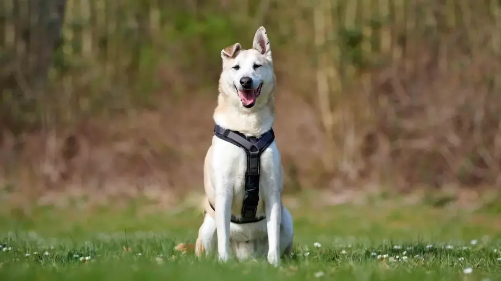 tiere suchen ein zuhause tiere suchen ein zuhause — DE news