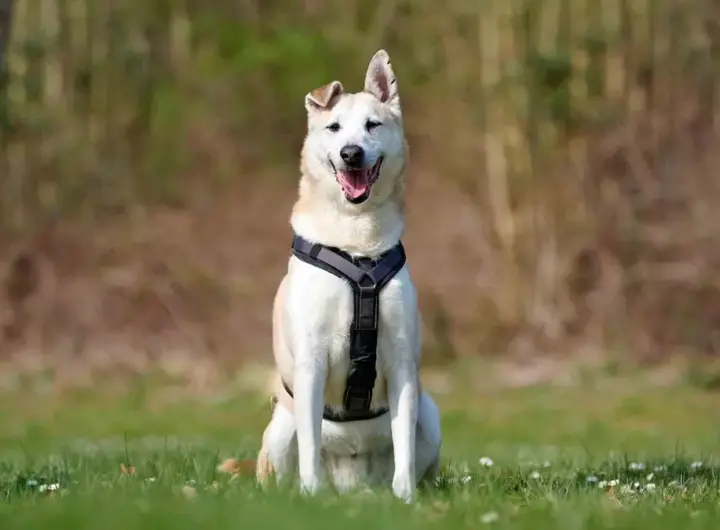 tiere suchen ein zuhause tiere suchen ein zuhause — DE news