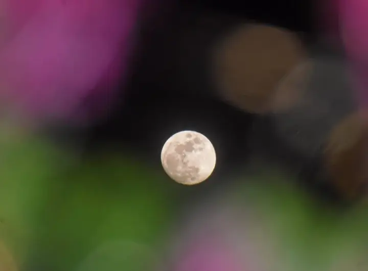 vollmond april 2026 pink moon — DE news