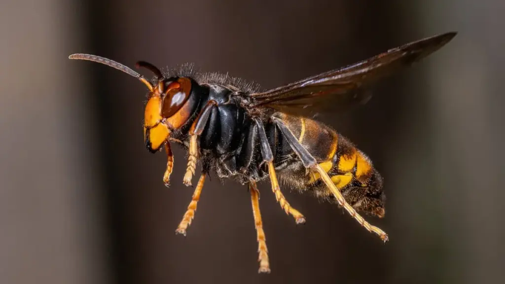 asiatische hornisse — DE news