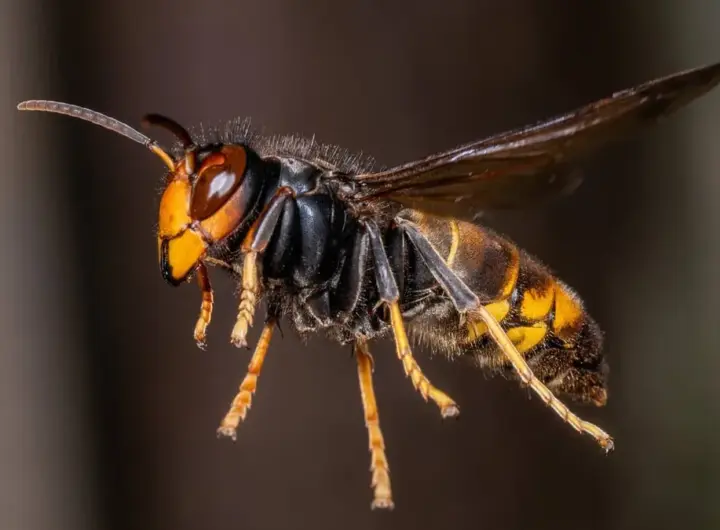 asiatische hornisse — DE news