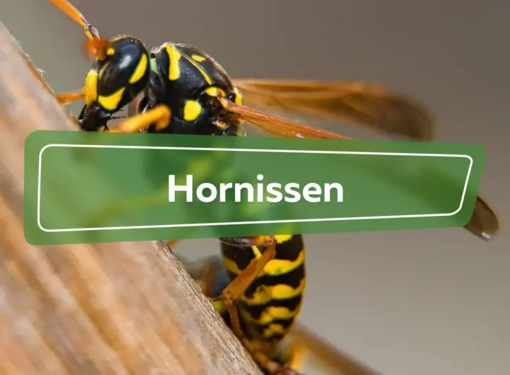 hornissen — DE news