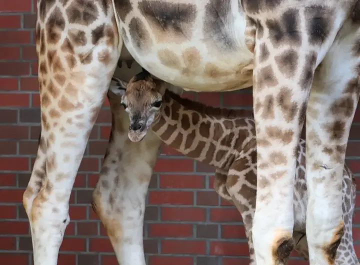 zoo berlin — DE news